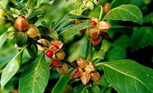 The health benefits of Ashwagandha Ashwagandha natural remedyHave you ever wondered about a natural remedy that could enhance both your